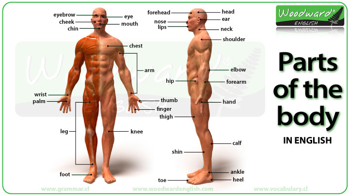Parts of the Body Photos and English Vocabulary - Vocabulario Partes del  cuerpo Inglés